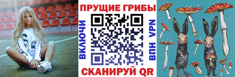 Псилоцибиновые грибы Psilocybe  Купить закладки  Жердевка 
